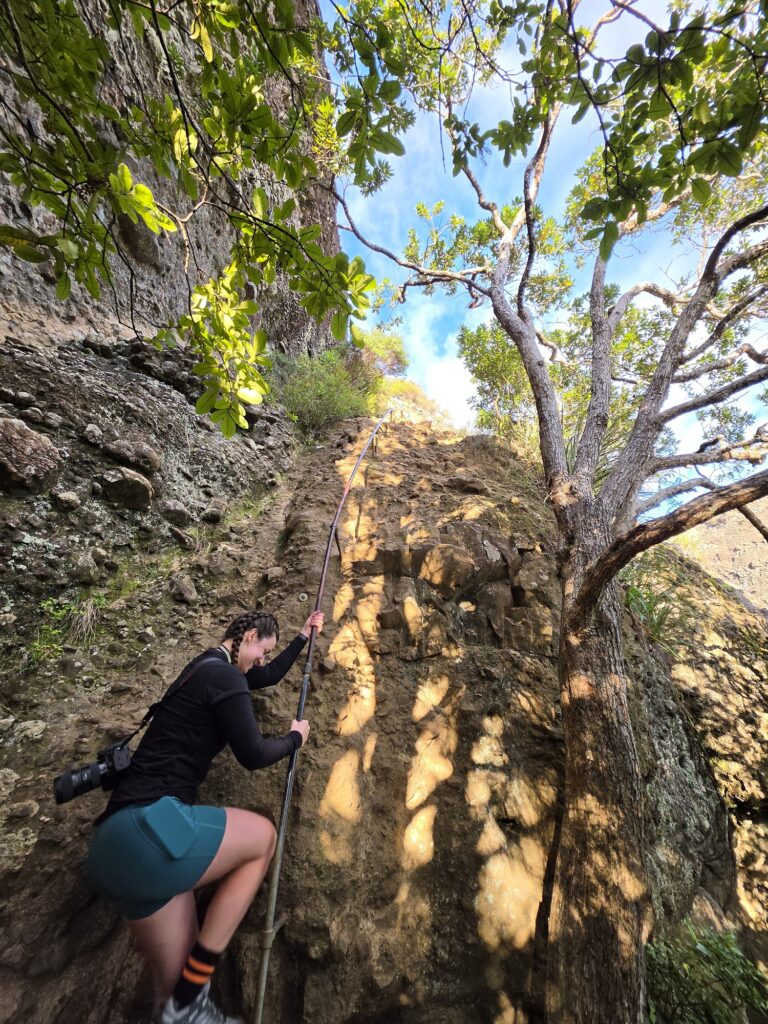 Dukes Nose Hiking Trail Guide – Best Hikes in Northland Climbing to Dukes Nose lookout via the rock wall