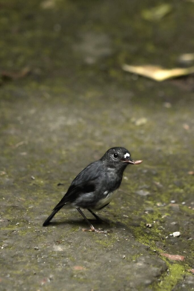 Best Things to do in Auckland 2026 This photo shows a Robin standing on a concrete path on Tiritiri Matangi Island. The Robin has a worm hanging out of its mouth and staring directly at the camera.
