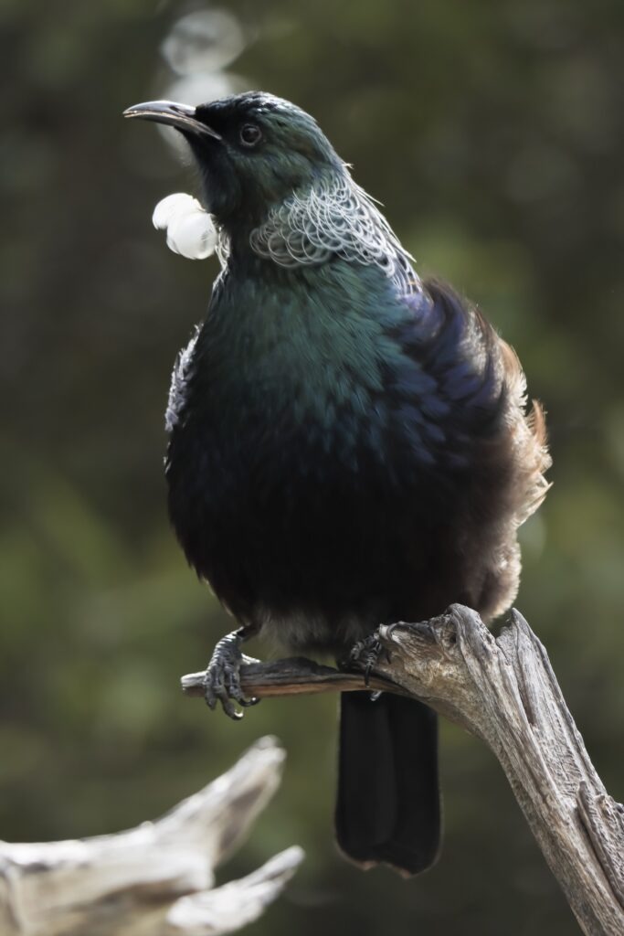 Best Things to do in Auckland 2026 A Tui on Tiritiri Matangi Island sitting on a tree branch. The colourful blue, brown and white plumage is clearly visible and the Tui has turned its head to the left.